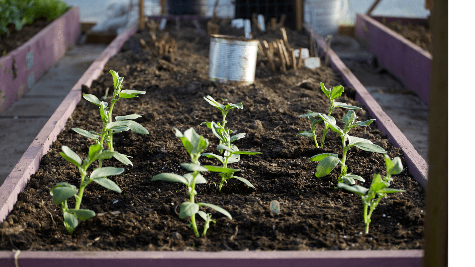 Das grüne Wunder von Kalk – Unser Grünzeug wächst auch im Regal